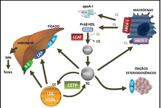 Figura 1. Transporte Reverso de Colesterol - Apo A-I e partículas nascentes de HDL  (pré -HDL)  removem  o  excesso  de  colesterol  celular  por  meio  da  interação  com  o  receptor  ABCA-1