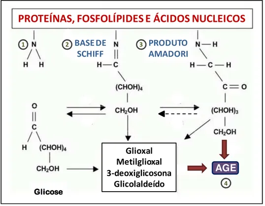 Figura  2.  Reação  de  glicação,  escurecimento  ou  Maillard.  Resíduos  aminoterminais de proteínas, ácidos nucleicos e fosfolípides são modificados  por  açúcares  redutores  de  forma  não-enzimática