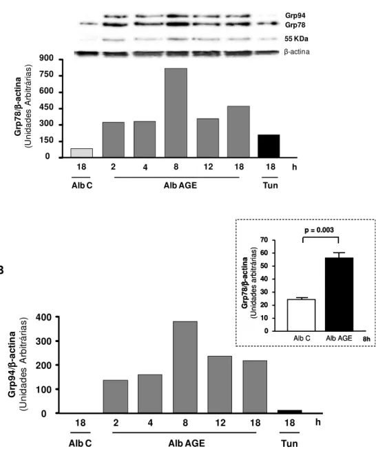 Figura 2. Expressão das proteínas Grp78 e Grp94 em macrófagos submetidos ao  tratamento  com  albumina-AGE
