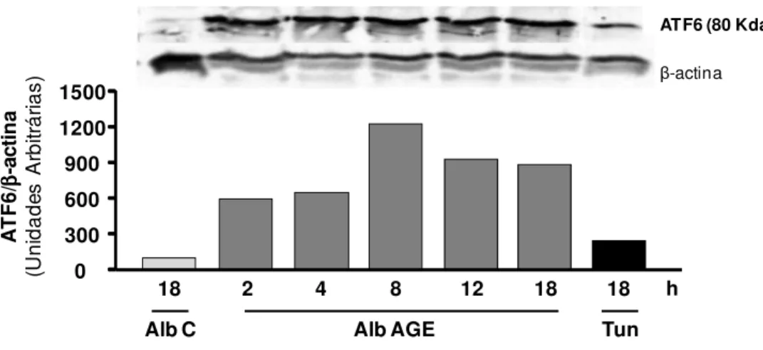 Figura  3.  Expressão  do  ATF6  em  macrófagos  submetidos  ao  tratamento  com  albumina-AGE ao longo do tempo