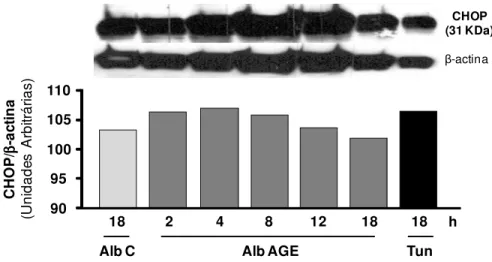 Figura  5.  Expressão  da  CHOP  em  macrófagos  submetidos  ao  tratamento  com  albumina-AGE ao longo do tempo