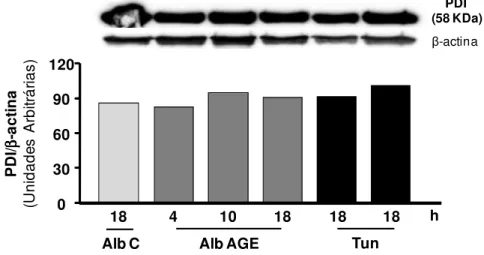 Figura  6.  Expressão  da  PDI  em  macrófagos  submetidos  ao  tratamento  com  albumina-AGE ao longo do tempo