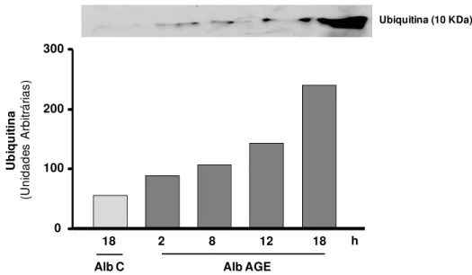 Figura  7.  Expressão  da  ubiquitina  em  macrófagos  submetidos  ao  tratamento  com  albumina-AGE