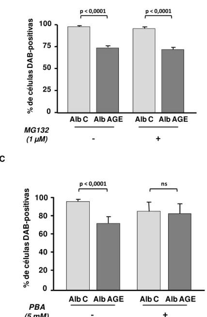 Figura 9.  Expressão  do  ABCA-1  em  macrófagos  tratados  com  albumina-AGE  na  presença  ou  ausência  do  MG132  ou  PBA