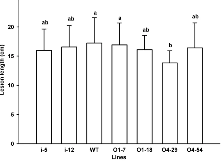 Figure 7.  Lesion lengths in leaves of transgenic rice lines.  Leaves at the booting stage of rice transgenic lines O1-7, O1-18, O4-29,  O4-54,  i-5  and  i-12  and  wild  type  (WT)  were  inoculated  with  Xoo  SCX1-6