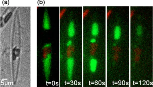 Figure 5a shows a bright field image of the diatom. Clearly visible are the two chloroplasts, the cytosol and the  silica frustules