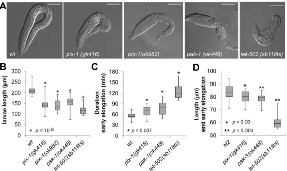 Table 1. Embryonic lethality and arrest of non-elongated larvae in pix-1 and pak-1 mutants.