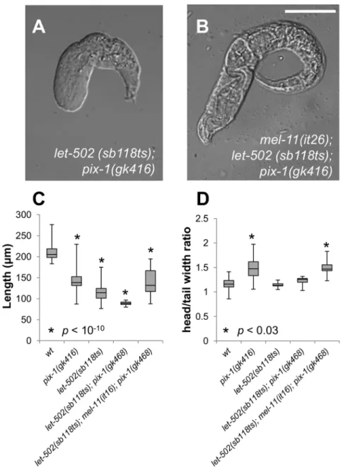 Figure 3. pix-1(gk416) controls early elongation in parallel with mel-11/let-502 . A) Morphology of let-502 (sb118ts); pix-1(gk416) and B) mel- mel-11(it26); let-502 (sb118ts); pix-1(gk416) arrested larvae grown at 25.5 u C