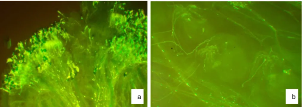 Fig. 1. Pollen germination and pollen tube elongation in pistils of analysed mustards species: 