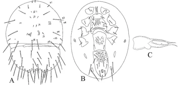 Figure 2.3  -  Starkovia lacticolus (Halliday)  –   A.  Dorsal idiosoma; B. Ventral idiosoma; C