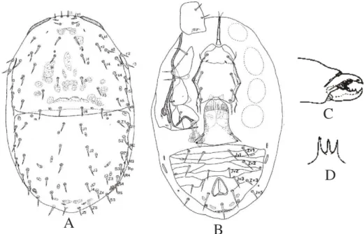Figure 2.4 - Digamasellus australis Lindquist [after Lindquist, 1975]  –  A. Dorsal idiosoma; B