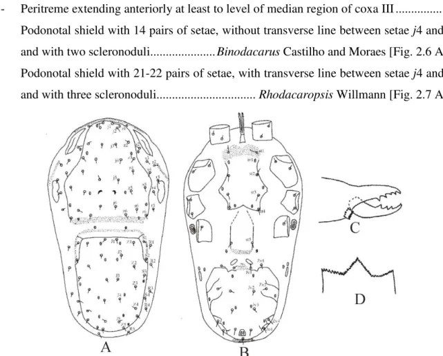 Figure  2.6  -  Binodacarus  brasiliensis  Castilho  and  Moraes  –  A.  Dorsal  idiosoma;  B