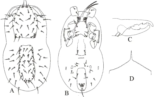Figure  2.8  -  Protogamasellopsis  posnaniensis  Wi niewski  and  Hirschmann  –   A.  Dorsal  idiosoma;  B