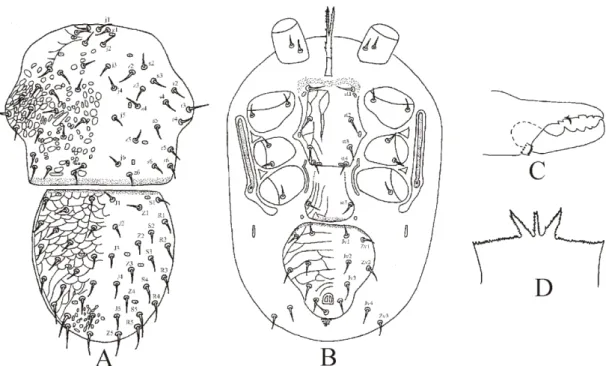 Figure 2.9  -  Interrhodeus brevicornus Karg  –   A. Dorsal idiosoma; B. Ventral idiosoma; C