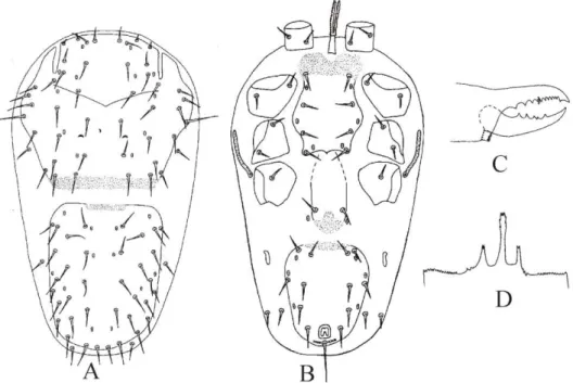 Figure 2.11 - Multidentorhodacarus paulista Castilho and Moraes  –  A. Dorsal idiosoma; B