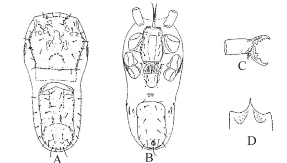 Figure 2.14 - Pararhodacarus intermedius Jordaan, Loots and Theron [after Jordaan; Loots and Theron, 1988]  – A