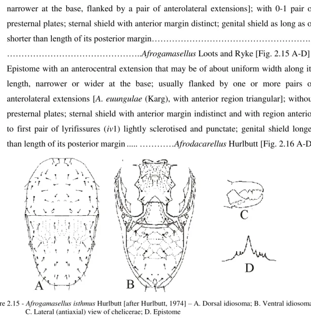 Figure 2.15 - Afrogamasellus isthmus Hurlbutt [after Hurlbutt, 1974] – A. Dorsal idiosoma; B