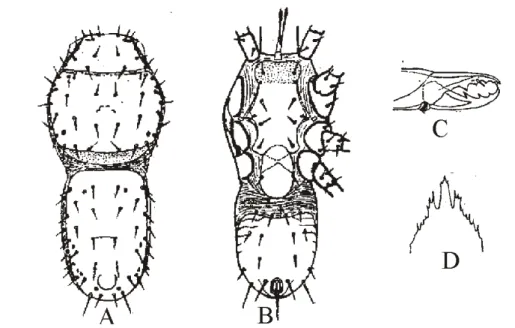 Figure 2.17 - Minirhodacarellus minimus (Karg) [after Karg, 1961]  –  A. Dorsal idiosoma; B