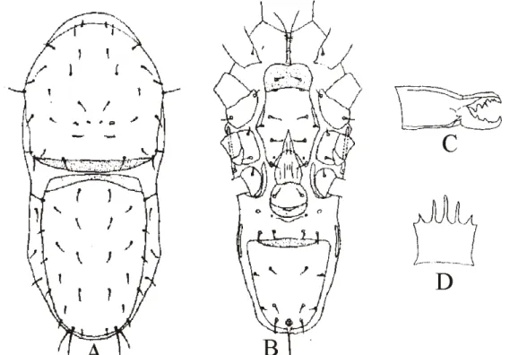 Figure 2.20 - Rhodacarellus epigynialis Sheals [after Sheals, 1956]  –  A. Dorsal idiosoma; B
