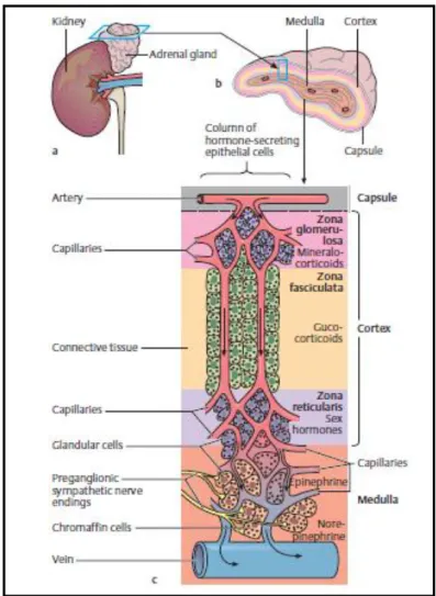 Figura 2 - Anatomia e histologia das glândulas adrenais. Adaptado da literatura [1].