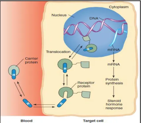 Figura 3 - Mecanismo de ação das hormonas esteroides nas células alvo. Adaptado da literatura [5]