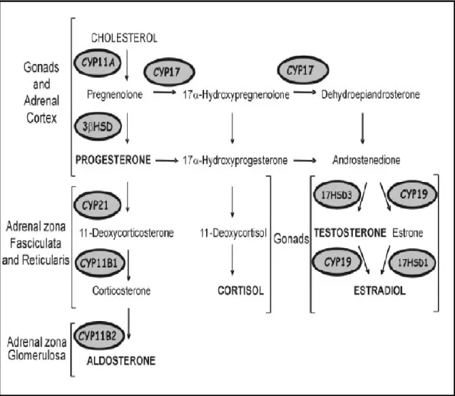 Figura 4 - Biossíntese das hormonas esteroides nas glândulas adrenais e gónadas. Adaptado da literatura  [14].