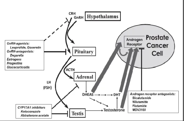 Figura 13 - Eixos adrenais-pituitária-hipotálamo e testiculares e mecanismos de inibição farmacológicos