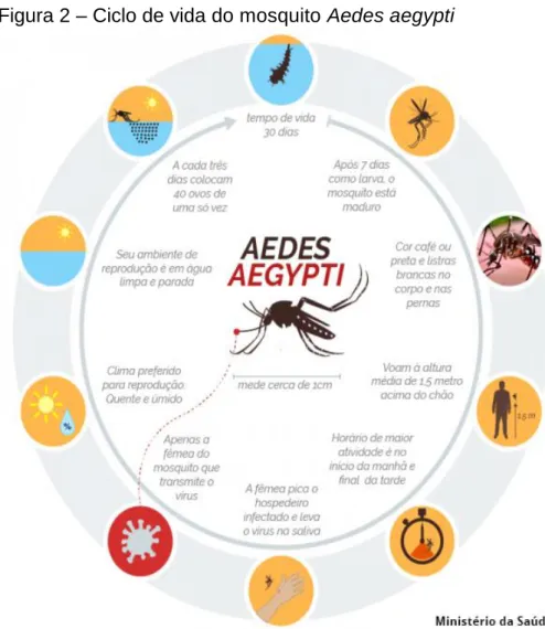 Figura 2 – Ciclo de vida do mosquito Aedes aegypti 