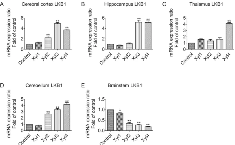 Fig 1. Effect of xylazine administration on the mRNA levels of LKB1 in rats. (A) Cerebral cortex, (B) Hippocampus, (C) Thalamus, (D) Cerebellum and (E) Brainstem
