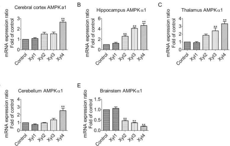 Fig 2. Effect of xylazine administration on the mRNA levels of AMPK α 1 in rats. (A) Cerebral cortex, (B) Hippocampus, (C) Thalamus, (D) Cerebellum and (E) Brainstem