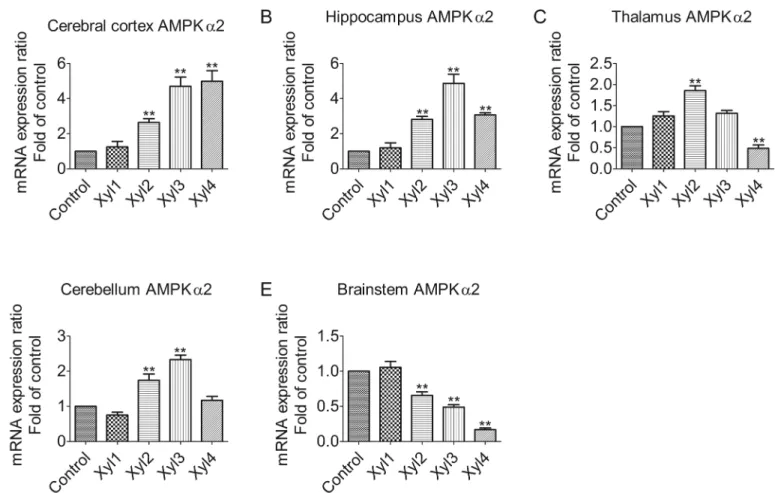 Fig 3. Effect of xylazine administration on the mRNA levels of AMPK α 2 in rats. (A) Cerebral cortex, (B) Hippocampus, (C) Thalamus, (D) Cerebellum and (E) Brainstem