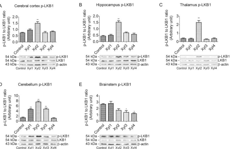 Fig 4. Effect of xylazine administration on the levels of phosphorylated LKB1 in rats