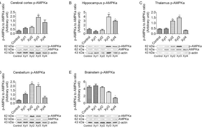 Fig 5. Effect of xylazine administration on the levels of phosphorylated AMPK α in rats