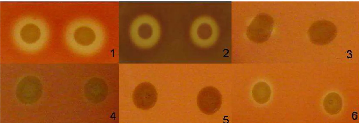 Figura 2.  Figura representativa do ensaio hemolítico realizado em placas de ágar  sangue  de  carneiro  quando  pré  culltivados  em  meio  Mínimo:  1