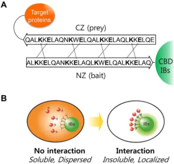 Figure 1. Controlled localization of functionally active proteins to inclusion bodies (IBs) using leucine zippers (LZs)