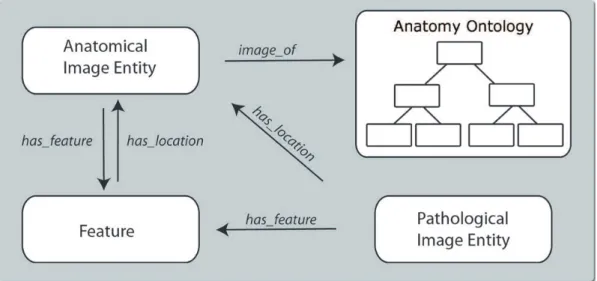 Figura 4: Representação das relações entre entidades da imagem, patologias e anatomia como apresentado nesta seção.