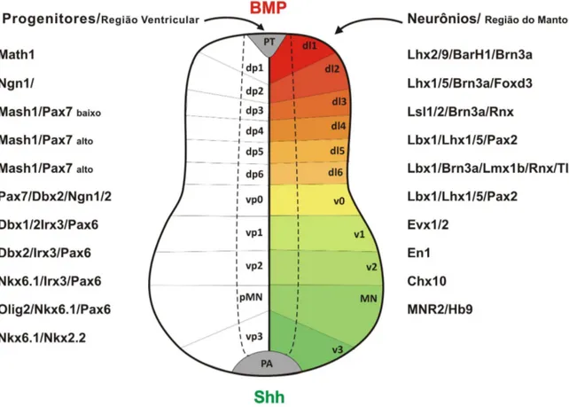 Figura  3.  Padronização  dorso-ventral  da  medula  espinhal.  Os  gradientes  de  sinalização  de  BMPs, proveniente da placa do teto (diferentes tons de vermelho), e de Shh, proveniente  da  placa  do  assoalho  (diferentes  tons  de  verde),  atuam  na