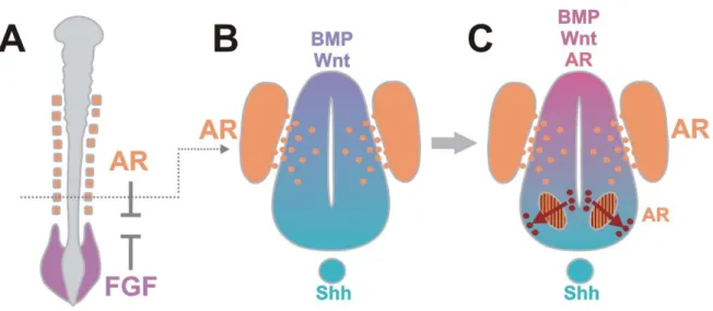 Figura 4. Os papéis do AR no desenvolvimento do tubo neural. (A) Num primeiro momento o AR  produzido nos somitos participa da indução da diferenciação neural, através na inibição de  FGF  e  ativação  do  gene  pan  neural  neuroM  no  neuroepitélio