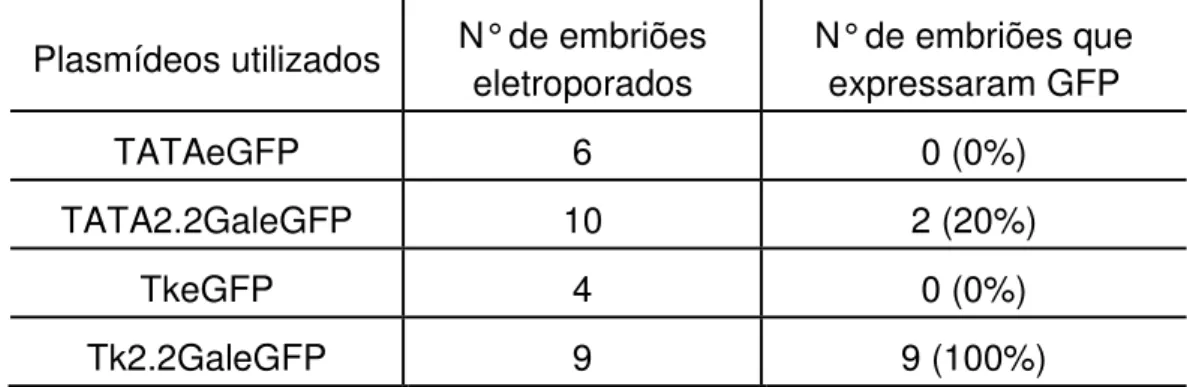 Tabela 3 - Resumo dos resultados obtidos com a eletroporação de células da medula espinhal  de embriões de galinha com os plasmídeos TATAeGFP, TkeGFP, TATA2.2GaleGFP e  Tk2.2GaleGFP