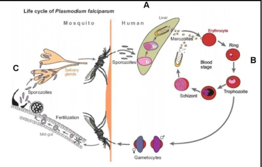 Figura 2. Ciclo de vida de  P.  falciparum: (A) reprodução assexuada nas células hepáticas  (fase  pré-eritrocítica,  esquizogonia);  (B)  reprodução  assexuada  nos  eritrócitos  (ciclo  eritrocítico,  esquizogonia)  e  (C)  desenvolvimento  sexuado  (gam