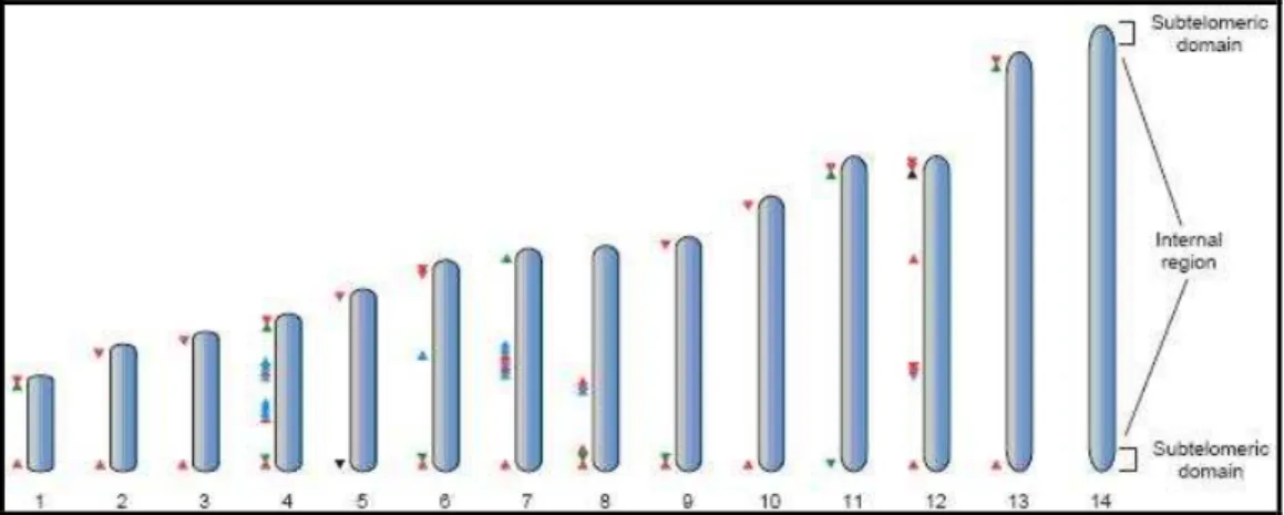 Figura  4.  Organização  dos  genes  var  ao  longo  dos  14  cromossomos  que  compõem  o  genoma de Plasmodium falciparum (22.8 Mb que variam em tamanho de 0.7 a 3.4  Mb)