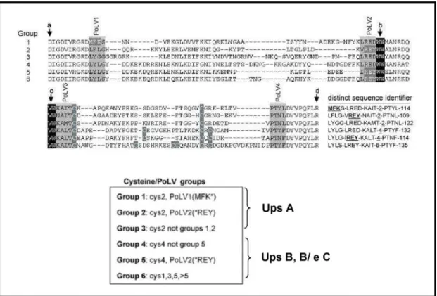 Figura 5. Classificação de seq uências DBLα grupos cisteína/PoL V (modificado de (75))