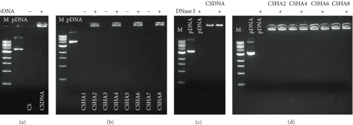 Figure 3: Polyplexes encapsulation efficiency and nuclease protection analyzed by 1% agarose gel electrophoresis, DNA visualized with ethidium bromide, (a) and (b) pDNA encapsulation in CSpDNA and CSHApDNA polyplexes, respectively, and lanes positive for p