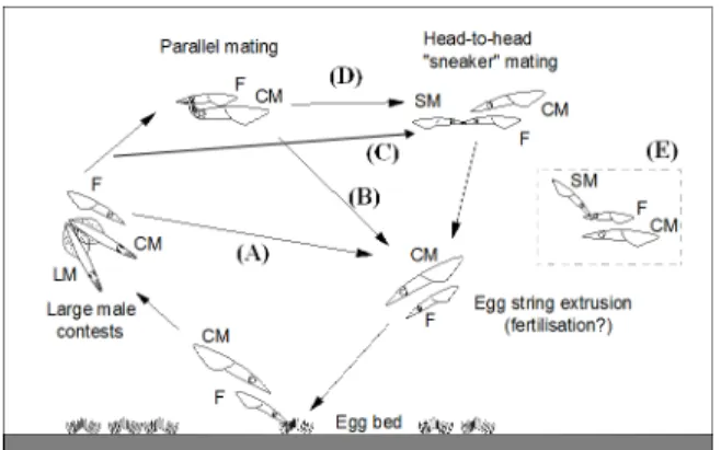 Fig 1. Different behavioural sequences of mating and egg string laying observed for Loligo reynaudii: (A) female does not mate with a male; (B) female mates parallel with Consort; (C) female mates head-to-head with “ sneaker ” ; (D) female mates parallel w