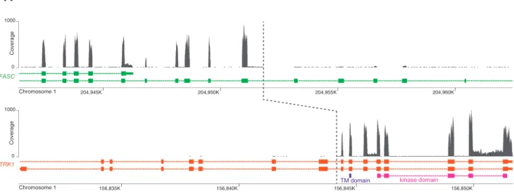 Figure 1. NFASC-NTRK1 fusion. (A) Per-nucleotide read coverage (expression) of genomic regions along NFASC and NTRK1 