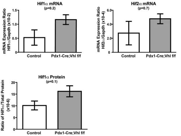 Figure S1 A. H&amp;E staining of representative Rip-Cre and Rip- Rip-Cre;Vhl f/f pancreas at 15 months of age