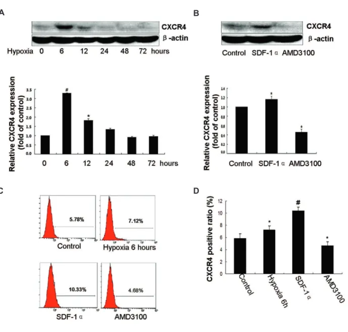 Fig 4: Hypoxia and a microdosage stromal cell-derived factor-1α (SDF-1α) augmented the surface expression of cognate recep- recep-tor CXC chemokine receprecep-tor 4 (CXCR4) on mesenchymal stem cells (MSCs)