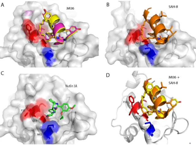 Figure 4. Comparison of Mdm2-M62A:M06 and Mdm2:SAH-8 structures. A, The staple in both Mdm2:M06 complexes, found in the asymmetric unit, packs against residues L54, F55 and more closely with G58 (shown in red) in the absence of M62