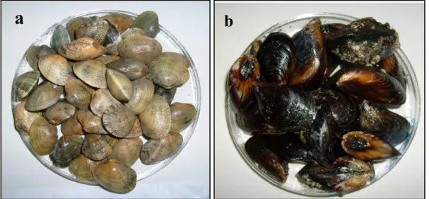 Fig. 1. Especies analizadas: a) Ruditapes decussatus; b) Mytillus spp. 