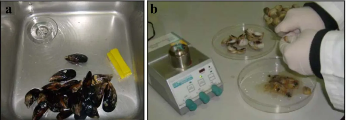 Fig. 2. a) Ejemplo de lavado individual de Mytilus spp usando una escobilla; b) Ejemplo de  extracción del tejido y líquido intravalvar bajo condiciones de asepsia